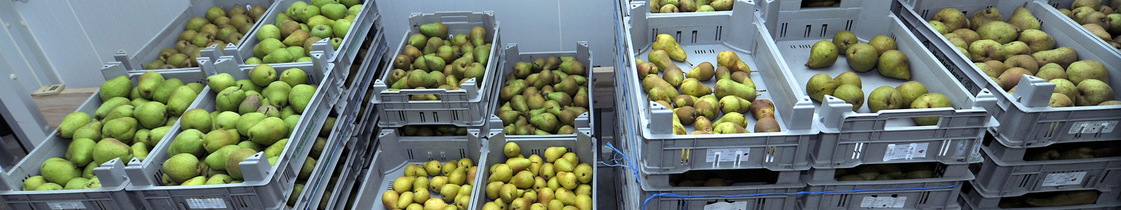 Geerntete Birnen in Obstkisten © Dienstleistungszentren Ländlicher Raum